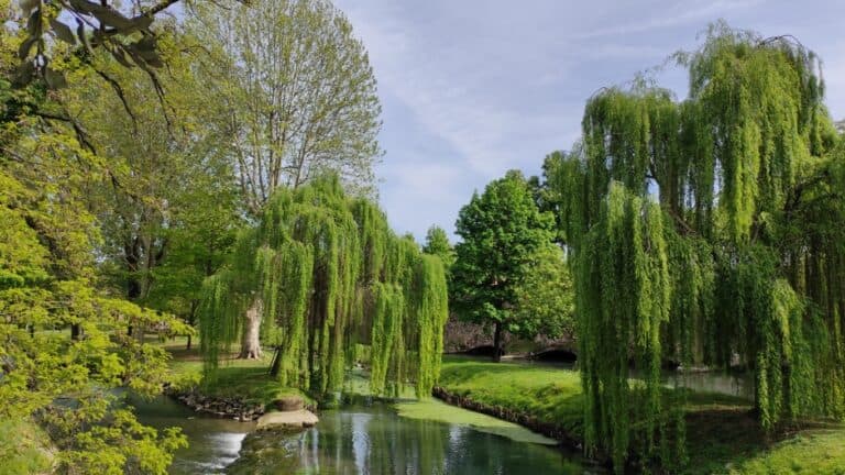 Fotografia dell'isola del paradiso a Treviso in Primavera