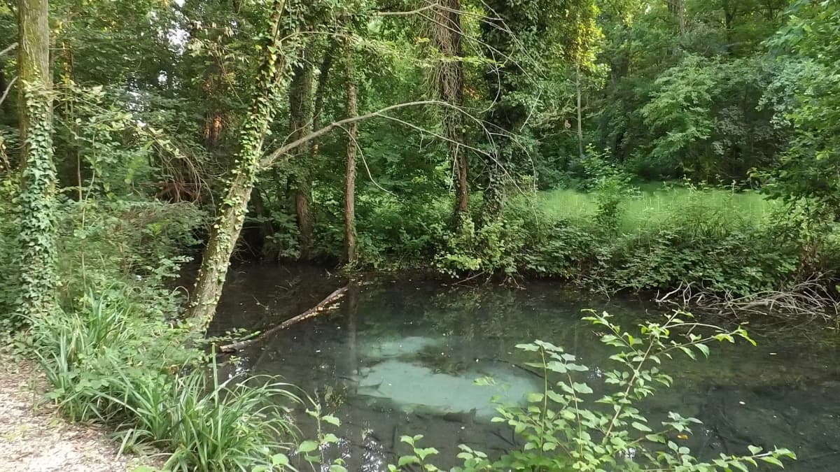 La flora del Bosco degli Ontani a Breda di Piave
