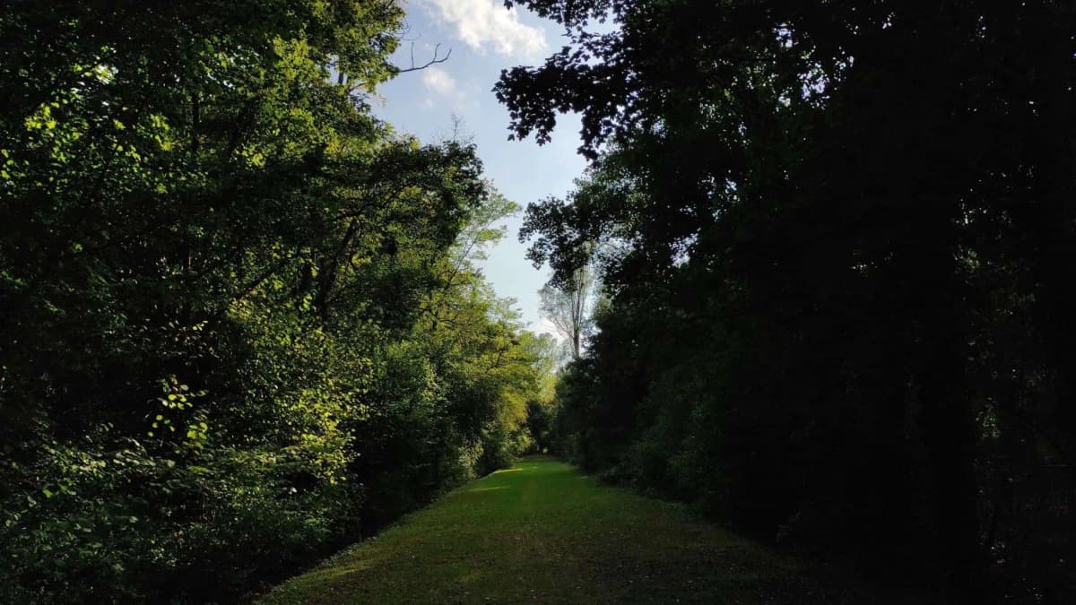 Bosco di Olmè a Cessalto in provincia di Treviso