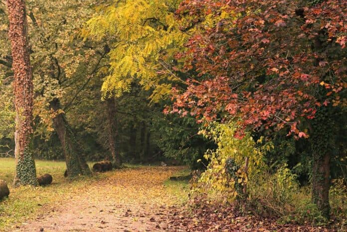 Il foliage? Si ammira con il paesaggista al fianco, nei giardini secolari delle Dimore Amiche del Veneto
