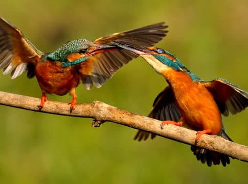 L’Oasi Naturalistica del Mulino Cervara a Quinto di Treviso
