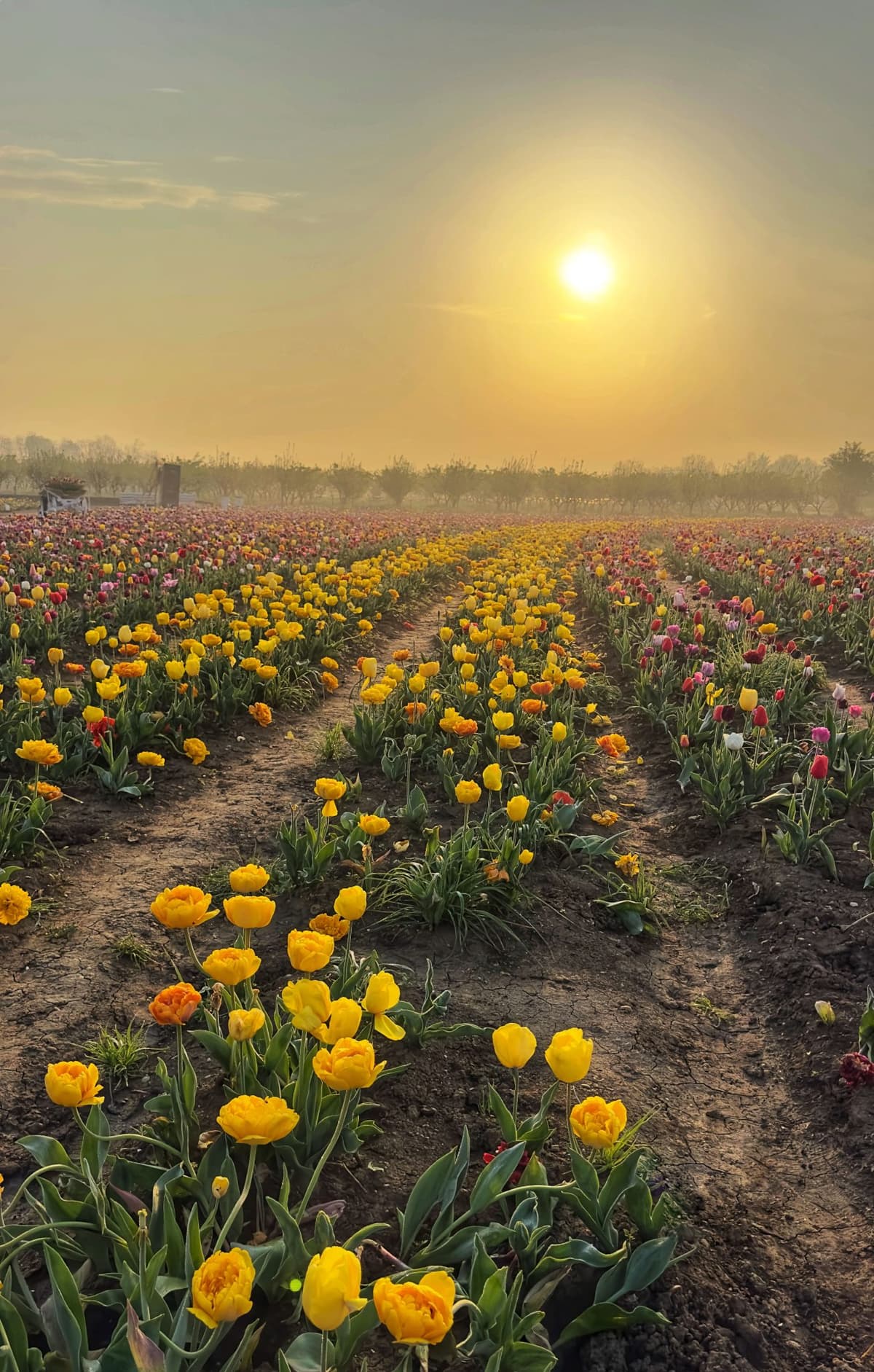 PRIMAVERA IN FIORE DA NONNO ANDREA: