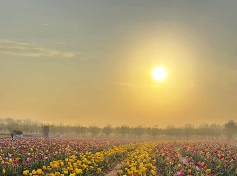 PRIMAVERA IN FIORE DA NONNO ANDREA: