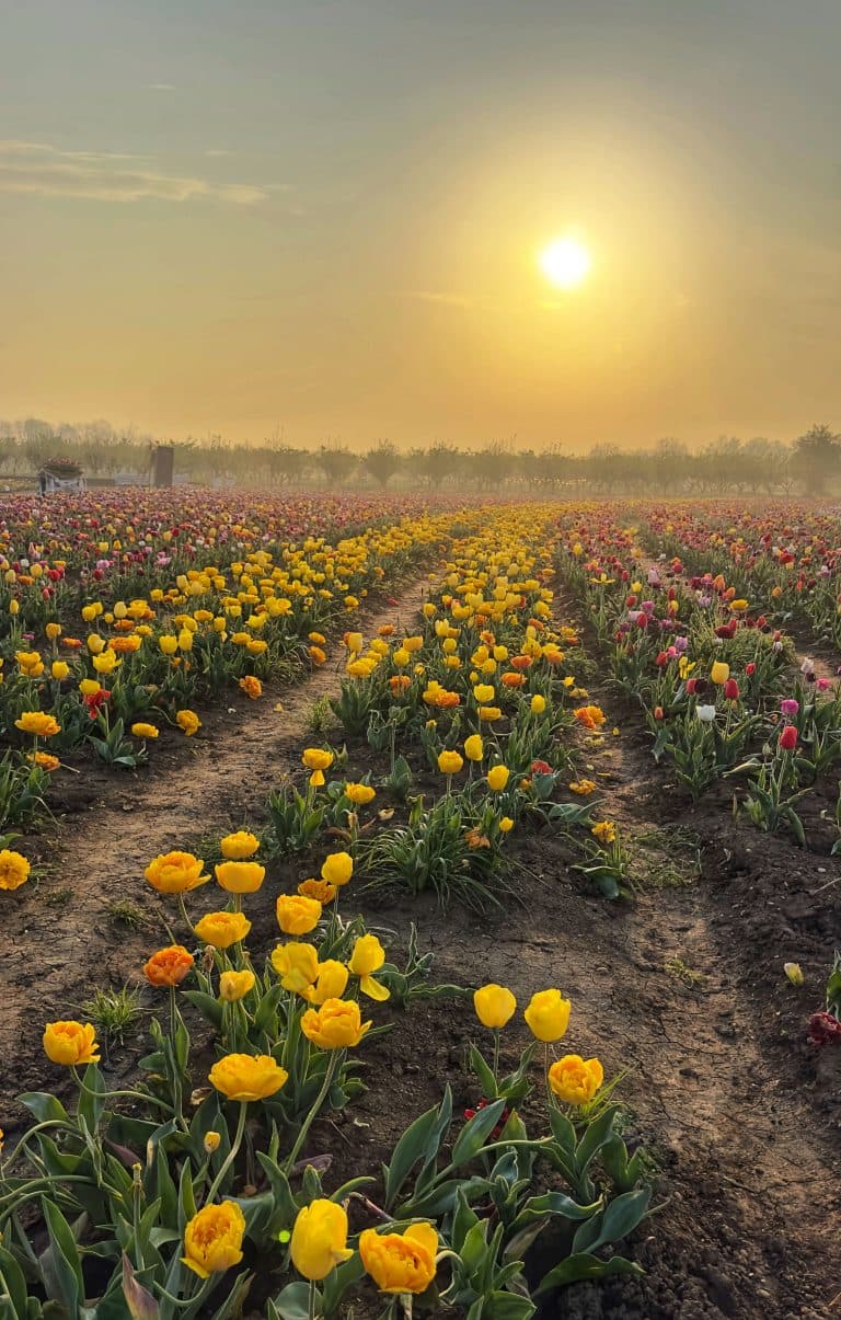 SPRING IN BLOOM AT NONNO ANDREA: