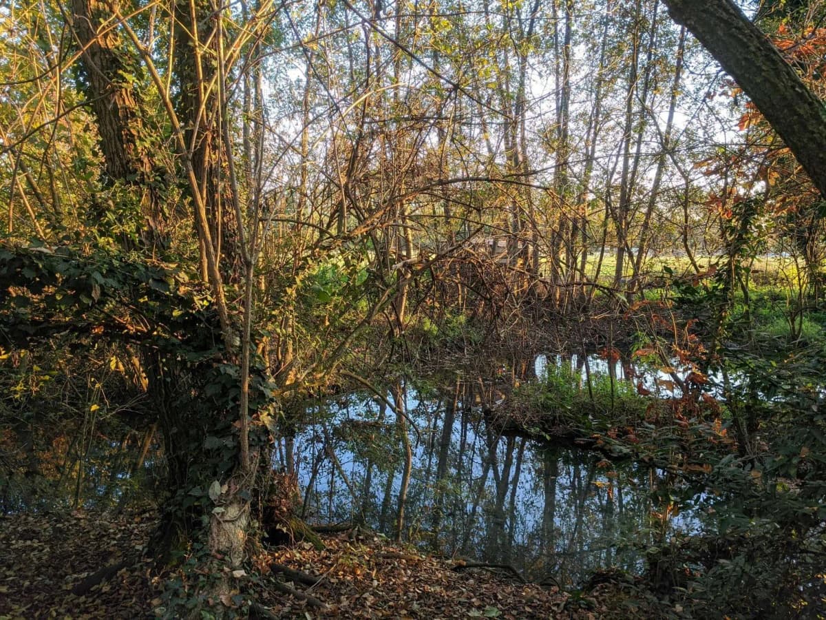 La fauna del Bosco degli Ontani a Breda di Piave
