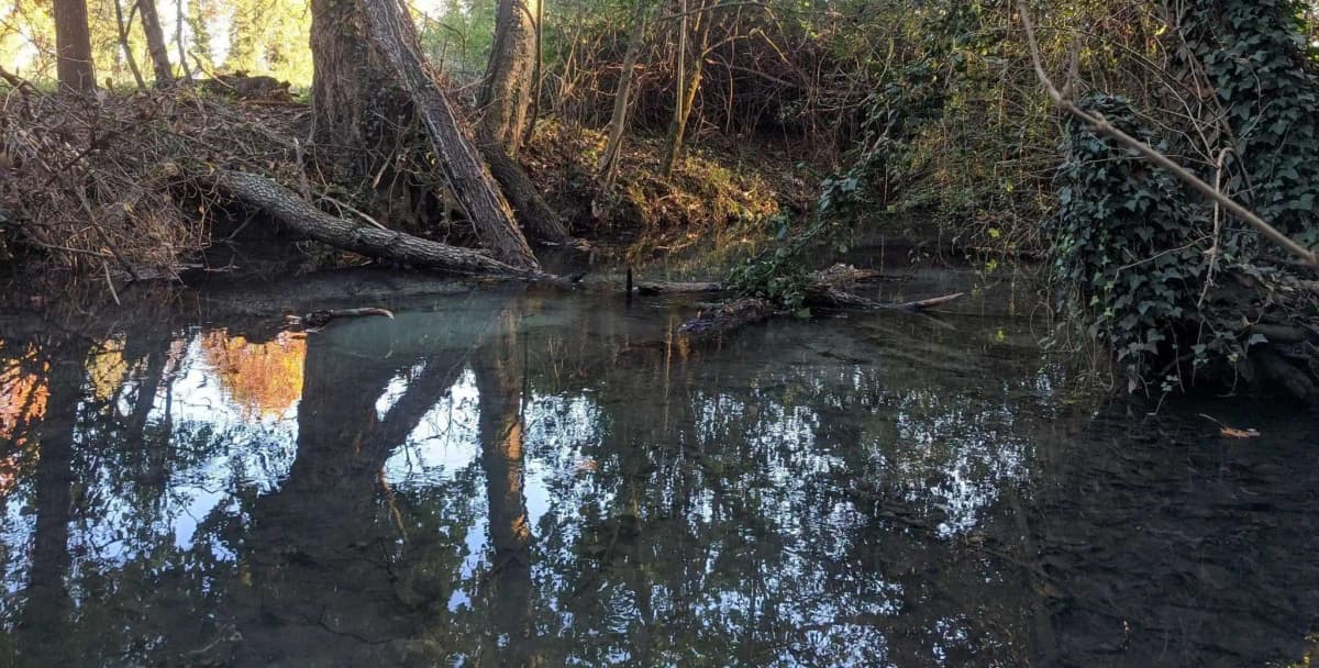 10 ragioni per visitare il Bosco degli Ontani a Breda di Piave