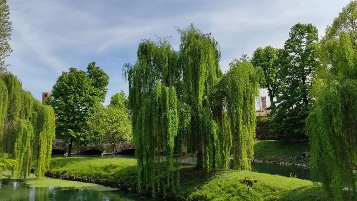 Cosa vedere a Treviso: 10 Meraviglie Incredibili che Devi Assolutamente Visitare