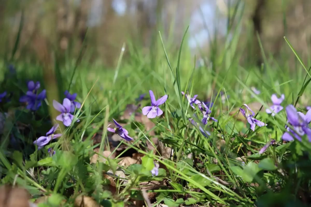 Il Bosco delle Viole a Mansuè (TV)